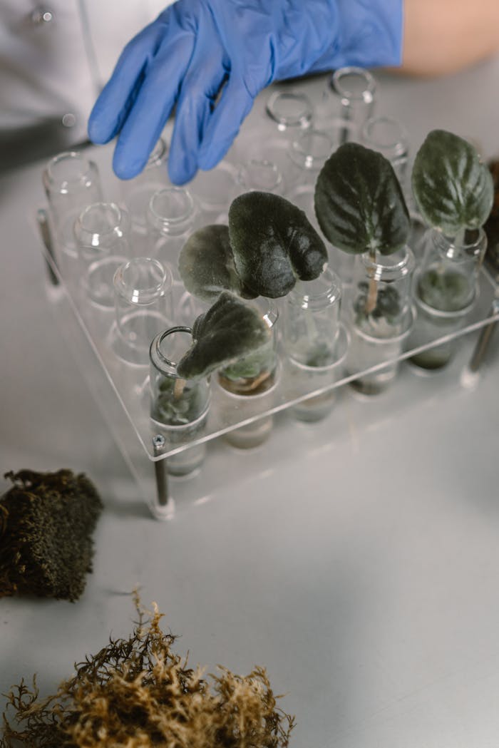 Close-up of a gloved hand handling plant samples in test tubes, showcasing biotechnology.